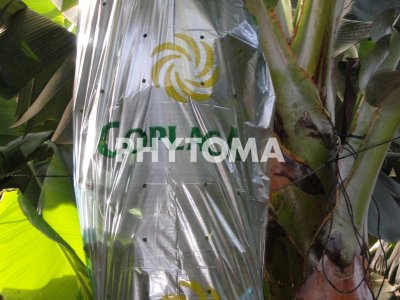Cosmopolites sordidus